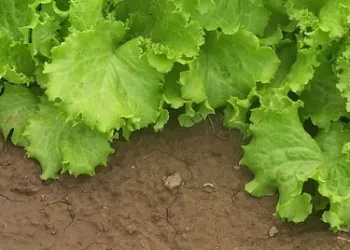 Start With the Right Ingredients  By Wen-D Kersten