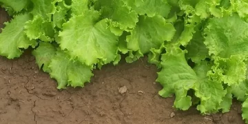 Start With the Right Ingredients  By Wen-D Kersten