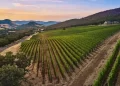 Irvine & Roberts Vineyards in Ashland, Oregon for Sale at $8.995M