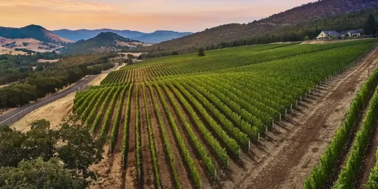 Irvine & Roberts Vineyards in Ashland, Oregon for Sale at $8.995M