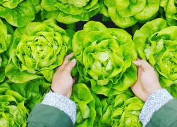 EHL Insights – Food and Beverage Industry Trends 2024