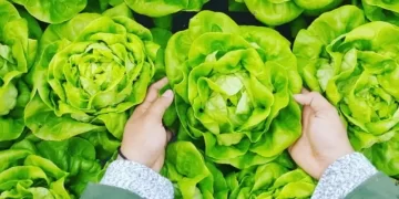 EHL Insights – Food and Beverage Industry Trends 2024