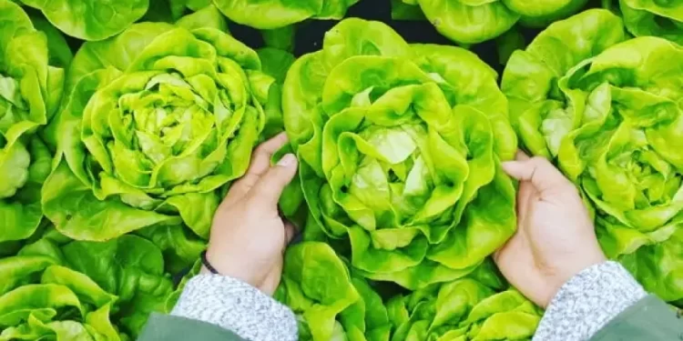 EHL Insights – Food and Beverage Industry Trends 2024